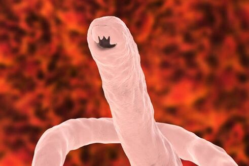 ver parasite des humains